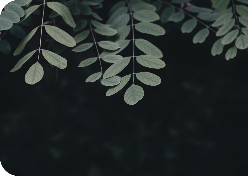 DriesFlowers
